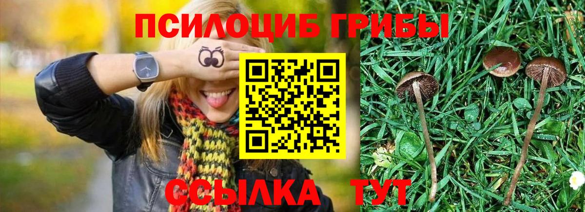 Галлюциногенные грибы прущие грибы  Псилоцибиновые грибы Psilocybe  где продают   Чистополь  Вход с VPN 